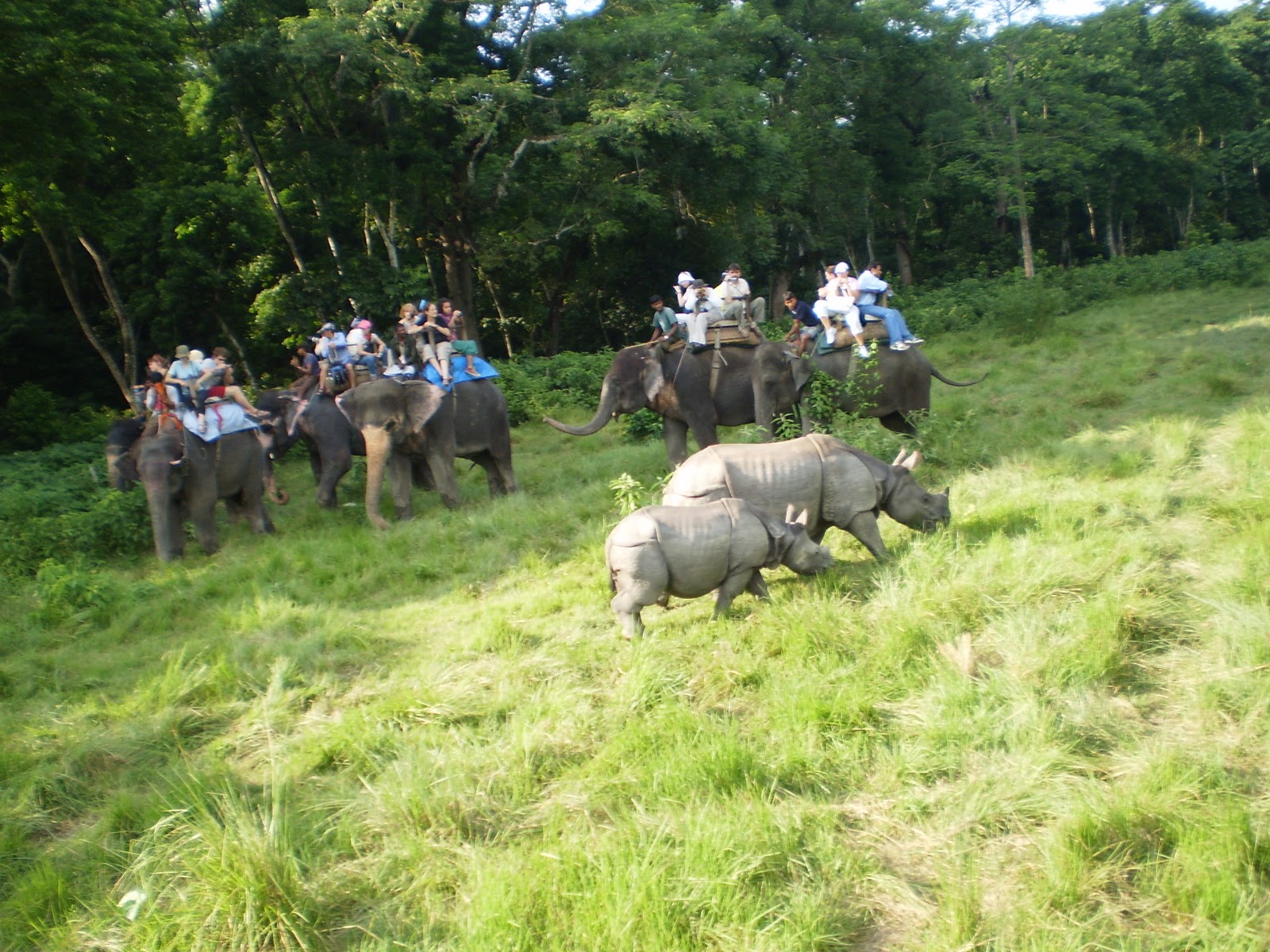 https://d3r8gwkgo0io6y.cloudfront.net/upload/Elephant Safari.jpg